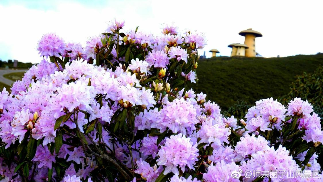 近日裂变推广个性化优化您的网络平台全面评测:成本控制与效果提升的关键策略,ksks自助平台下单24小时：在线自助下单系统全天候服务助手